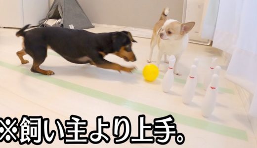 初めてのボーリングでストライク連発しちゃう犬の神業をご覧あれ