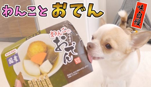 初めておでんを食べた犬の反応がコチラ