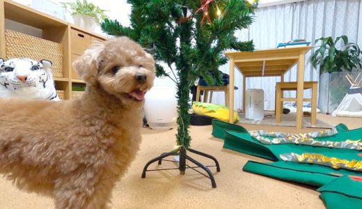 クリスマスツリーとパパからのサプライズプレゼントに犬が大歓喜ですごかったw【トイプードル】