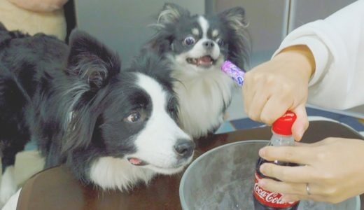 犬が初めてメントスコーラを見るとこうなりますw