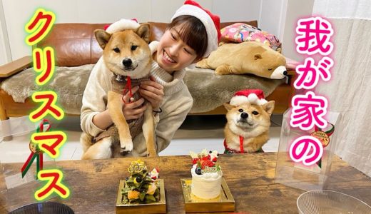 犬用のクリスマスケーキで豆柴姉弟を喜ばせてみた♪