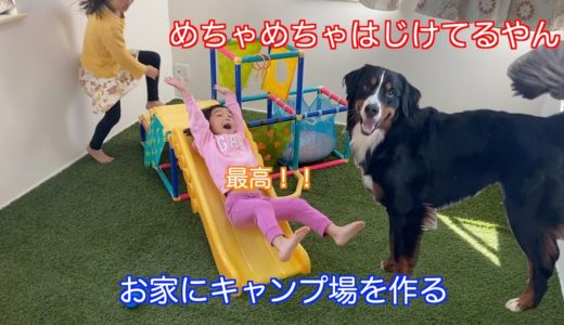 【大型犬と子供の日常】お家キャンプ計画！！部屋をキャンプ場化して盛り上がる　バーニーズマウンテンドッグ　 bernese mountain dog