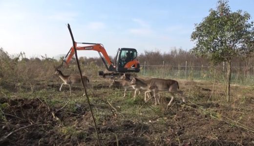 中华田园犬保育基地开工动土，吸引来大批“游客”，个个大饱口福！