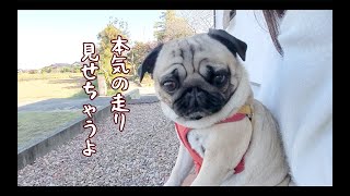 ぷぅと全力疾走でかけっこ勝負したら…パグ犬ぷぅPug