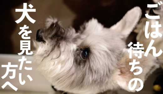 【犬暮らしの現実】わんちゃんの手作りごはんを作るとこうなる【シュナウザージジトト】Miniature schnauzer with daughter:Cooking for dogs