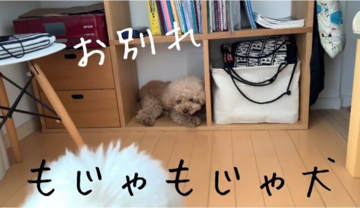 かわいいもじゃもじゃ犬 最後のまとめ トイプードル/マルプー