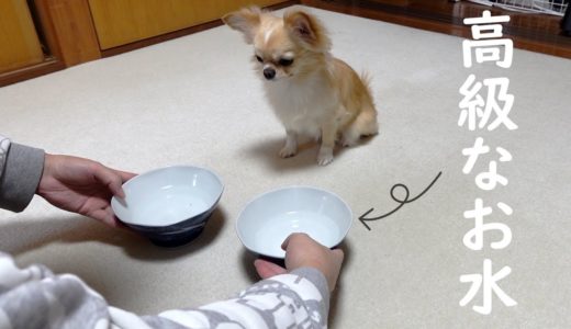 犬は美味しいお水を見分けられるのか？水道水と比較してみたら予想外の結果に！【チワワ】【dog】【chihuahua】