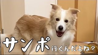 散歩と言われて喜びが爆発する犬とテンションが下がる犬..その結末は？【ボーダーコリー】