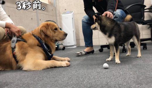 飼い主同士が仲良くても、犬もそうとは限らないパターンもあるゴールデンレトリバーベンツ。