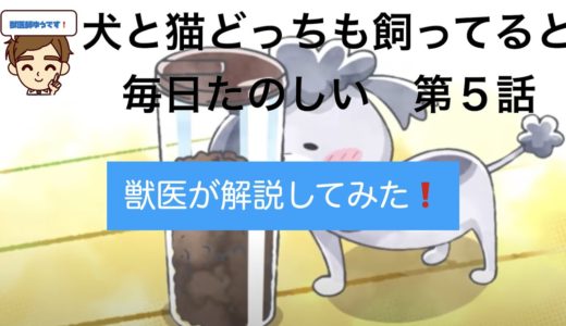 【第５話を解説】「犬と猫どっちも飼ってると毎日たのしい」を獣医がさらにくわしく解説してみた！