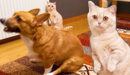 犬２匹、猫１匹と暮らすと、こうなる【コーギー】【マンチカン】If you live with two dogs and one cat, your life will be like this.