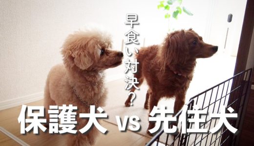 食の細かった保護犬が、先住犬を超えた日のVlog【Day19】