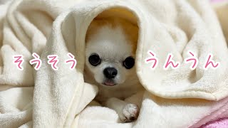 「うん、そうだよ」という返事を何とか犬の言葉で伝えようとするチワワ