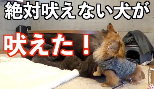 【元保護犬】初めて吠えた瞬間が悲しすぎた【カニンヘンダックスえびすの日常】♯６０