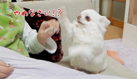 【やめなさい】うざいママに注意をする犬ｗ