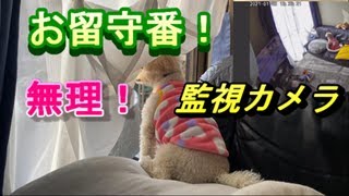 400. 留守番の苦手な犬が留守番したら？