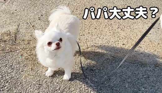 【犬見知り】散歩中、不安になると「大丈夫？」って助けを求めるチワワ犬