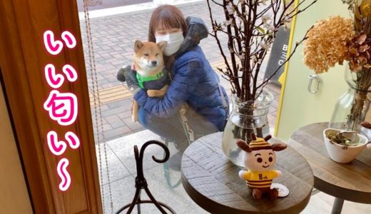 ゆったり散歩とベーカリー♪犬パンを食べる柴犬姉弟