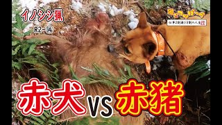 【猪猟】バトル！赤犬VS赤猪！（閲覧注意）