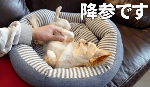 お留守番中イタズラ好きな犬が降参しました。【チワワ】【dog】【chihuahua】