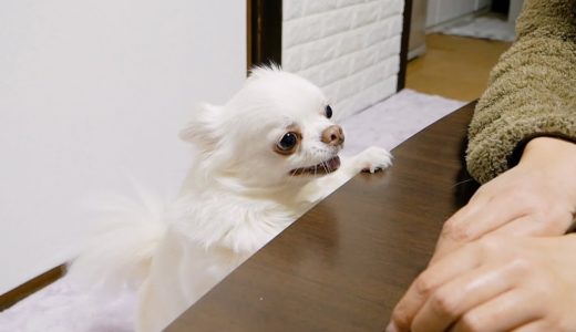 おしゃべりしながら甘えて遊ぶ犬が可愛い【チワワのコハク】