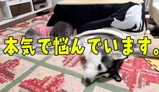 悩み！ハスキー犬が軟弱者になってしまいました。保護犬トイプードル