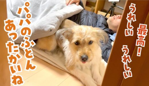 【パパ歓喜！】しょうがなくでも、犬が一緒の布団に入ってくれるようになりました！