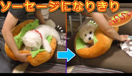 慌ててホットドッグのソーセージになる犬！ビショフリーゼ