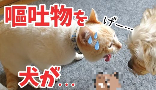 【嘔吐物を】突然現れた犬が猫の吐いたモノを···。 ミスりカラス&ナーバス亀&お腹姐御&拒否犬 20210130、カラス&四つ足カルテット