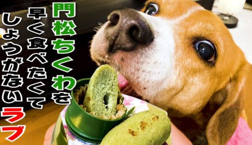 【ビーグル犬ラブ】みやぞん、はやくおやつちょーだい