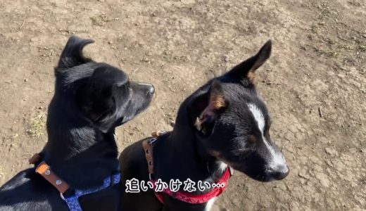 初めてのドッグランでドキドキ体験をした姉妹犬