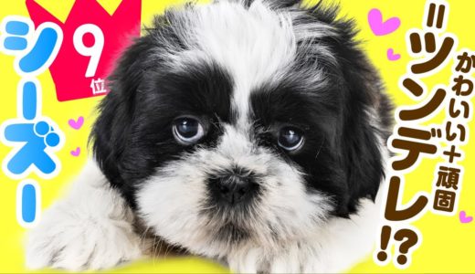 ❤️人気9位【シー・ズーてどんな犬？】子犬の価格や性格、寿命、飼いやすさは？ カワイイ動画でチェック！