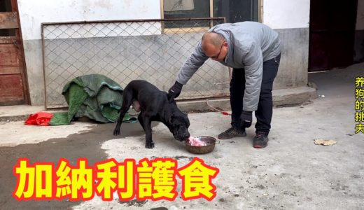 加纳利犬莎拉护食要造反，主人霸气硬抢，猛！翠花见状变老实