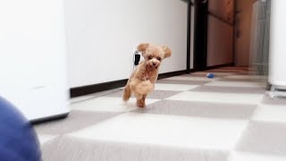 犬の仕事を全く果たさない愛犬が愛くるしいw【トイプードルのコロン】