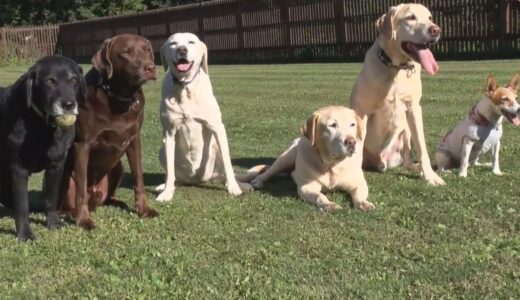 「どうぶつピース！！かわいい大図鑑」犬編（103）長野ラブラドール5匹＆ジャック・ラッセル・テリア1匹