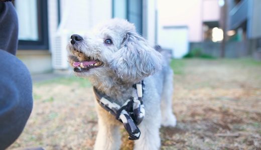 朝からご機嫌なお犬