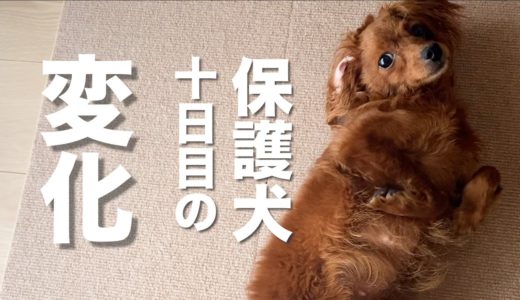 保護犬が家庭に来て10日経ったら・・・少しはしゃいだ！【Day10】