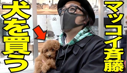 【神旅】マッコイがケンカ旅の果てにめちゃくちゃカワイイ犬を買う！【きゅんです】