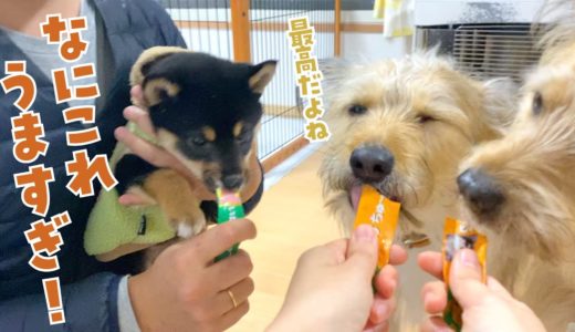 子犬にちゅ〜るを食べさせたら犬が変わったような勢いで喜んでくれました！