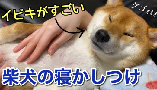 【柴犬】抱っこされるとすぐ寝てしまう犬の寝顔とイビキが可愛い