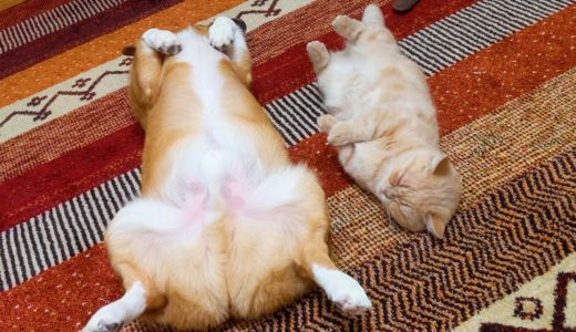 犬に甘えて、犬と遊ぶ猫【コーギー】【マンチカン】The cat plays with the dogs【Corgi】【Munchkin】