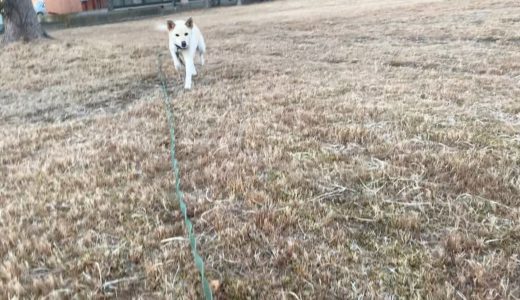 白い犬の散歩とツメ研ぎできて偉いね猫