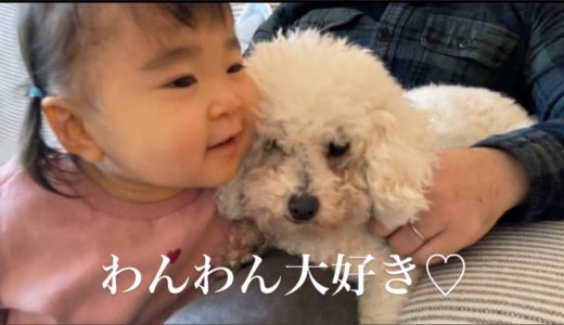 【可愛い】赤ちゃんと犬