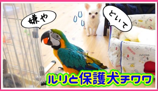 ルリコンゴウインコが邪魔で通れない保護犬チワワw