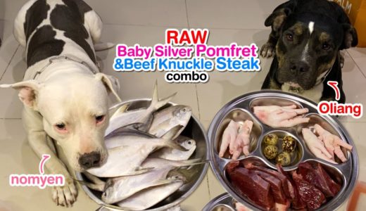 Pit Bulls eat RAW 🐟Baby Silver Pomfret&🥩Steak combo [ASMR] MUKBANG 犬が生の肉を食べる[咀嚼音] DOG VLOG