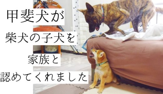 柴犬の子犬に見せる甲斐犬の優しさに思わず涙！見た目はいかつい。心は優しい。甲斐犬の魅力はここにあり！【甲斐犬・柴犬】