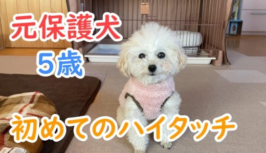 5歳の元保護犬にハイタッチを教えてみた