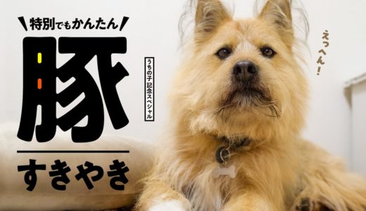 特別でも簡単、包丁を使わない豚すきを犬のために作ったよ