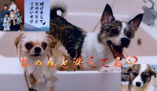 【保護犬】明けましておめでとうございます㊗【Mission】年明けから洗っちゃいます！