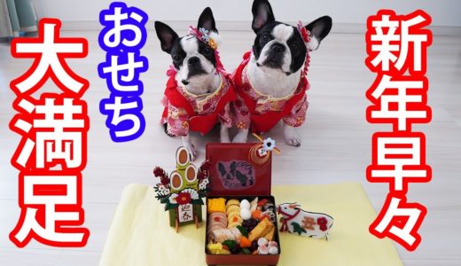 おせち料理を爆食いする犬猫と新年をお祝いしました！【フレンチブルドッグ・ボストンテリア・エキゾ】